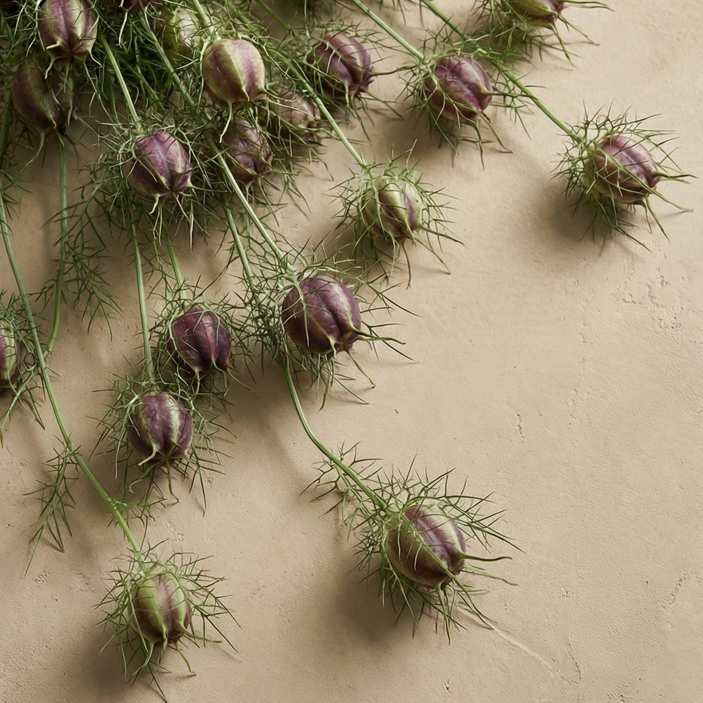 Jungfrun i det gröna 'Albion Black Pod'