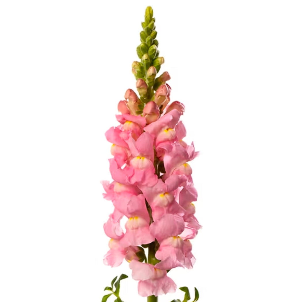 Lejongap 'Avignon Light Rose II F1' – Fröer för snittblomsodling
