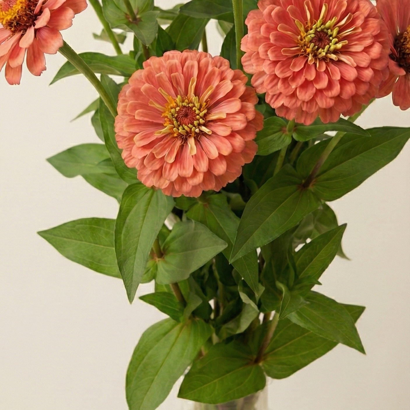 Zinnia 'Salmon Queen' – närbild på varm laxrosa blomma | Snittblomsfolk