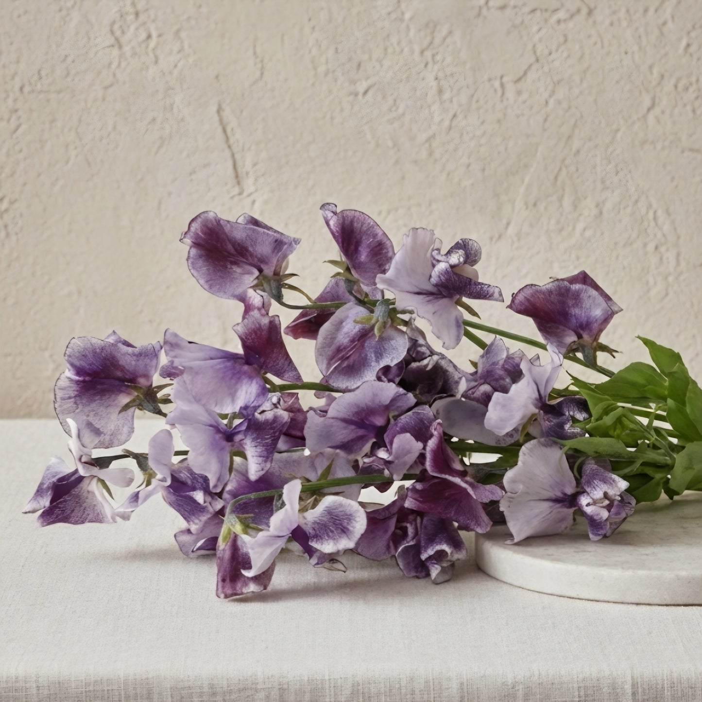 Luktärt 'Spencer Nimbus'