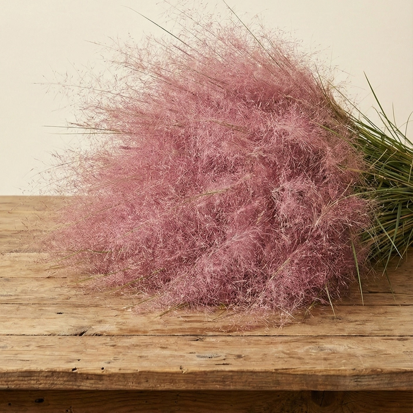 Muhlygräs 'Ruby Queen'