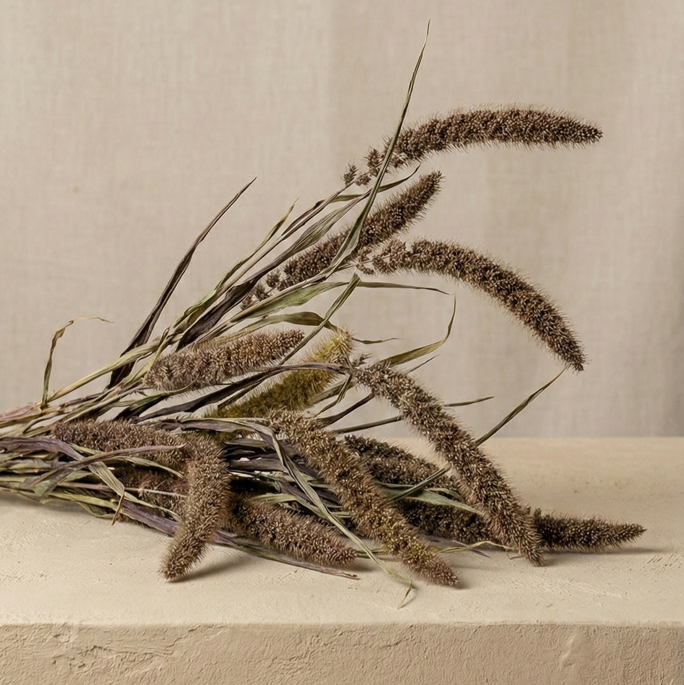 Kolvhirs 'Red Jewel'