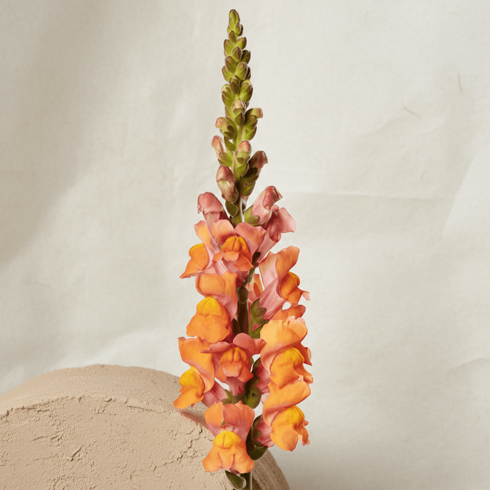 Lejongap 'Avignon Deep Orange II F1' – Fröer för snittblomsodling