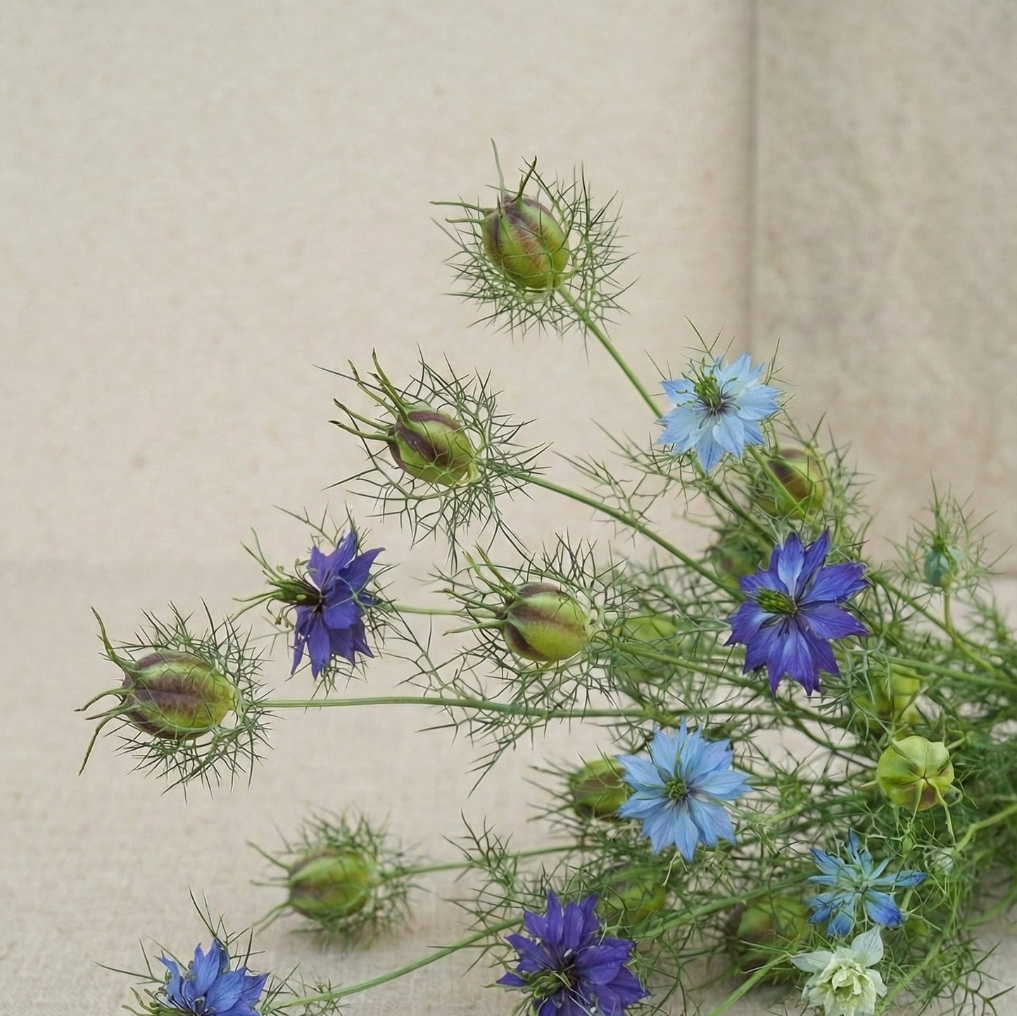 Jungfrun i det gröna 'Moody Blues'