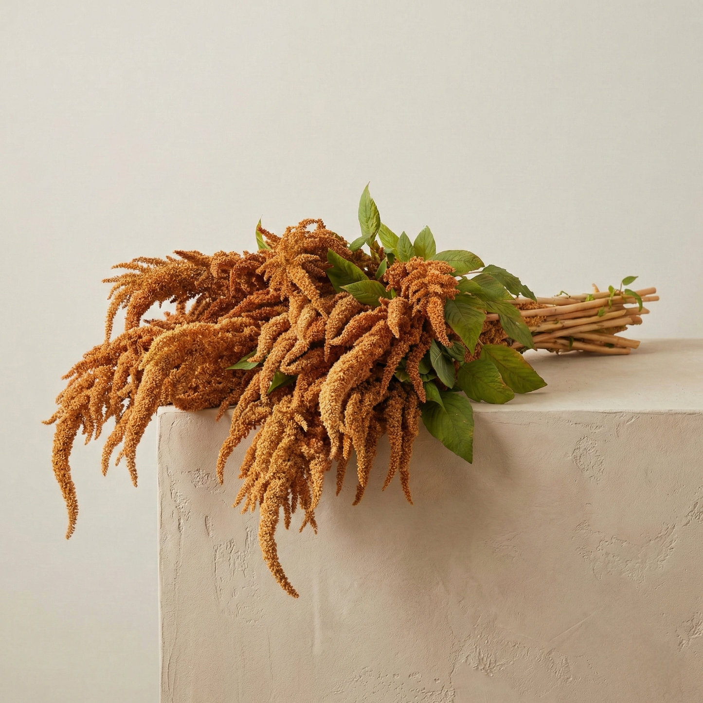 Amarant 'Hot Biscuits'