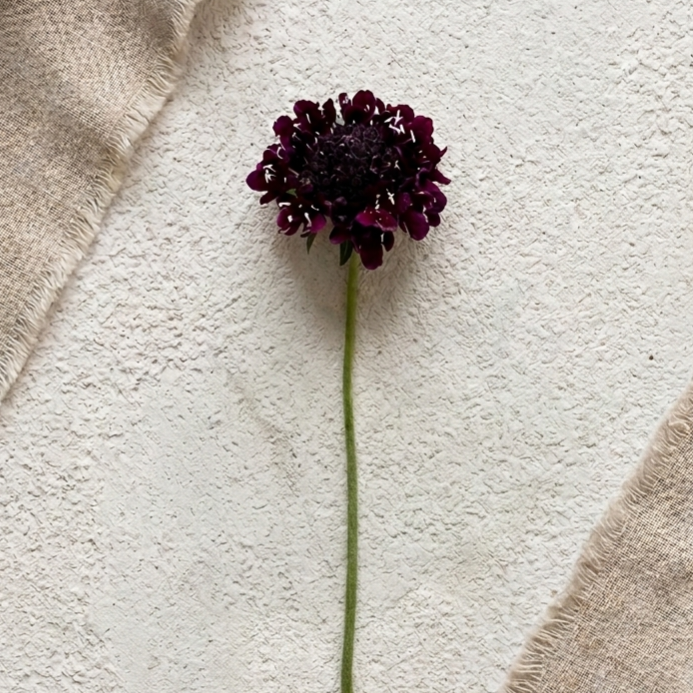 Praktvädd 'QIS Black Purple'