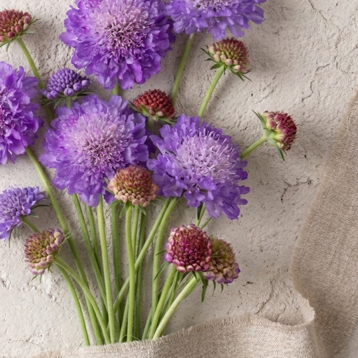 Praktvädd 'QIS Dark Blue'