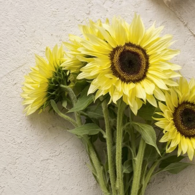 Solros 'Garden Statement' F1