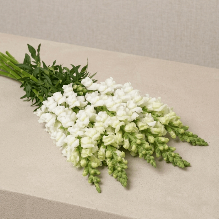 Lejongap 'Potomac White' – Fröer för snittblomsodling