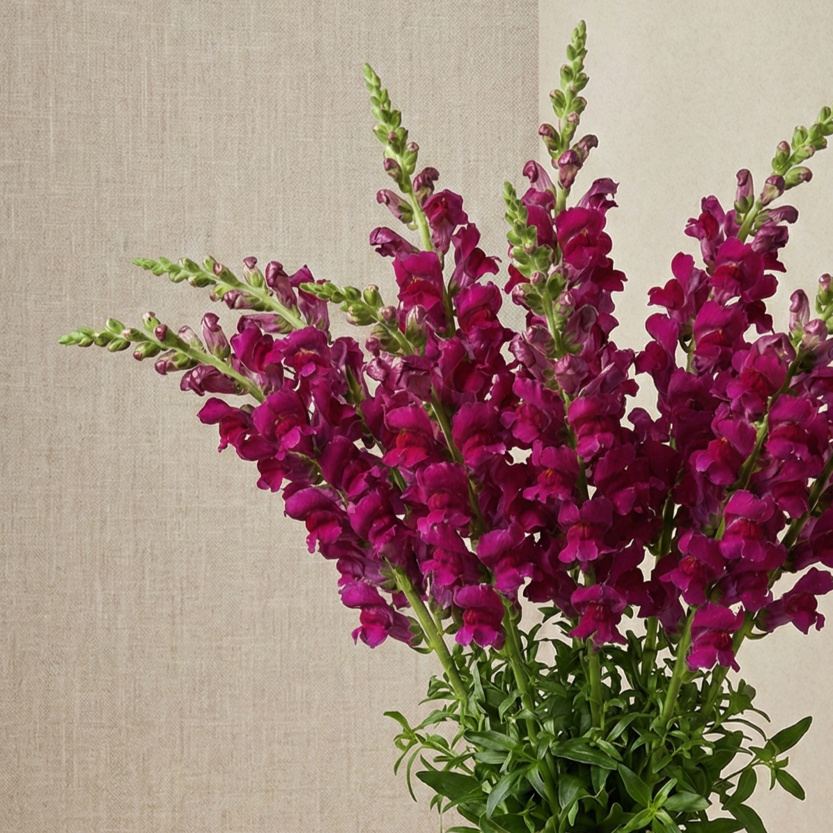 Lejongap 'Potomac Royal'