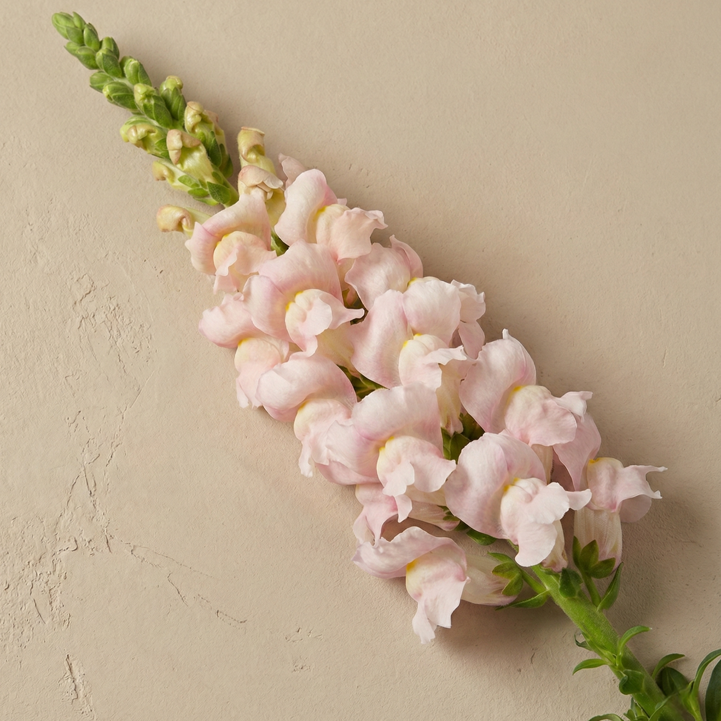 Lejongap Avignon Silver II F1