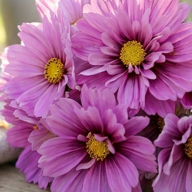 Rosenskära 'Fizzy Pink Dark Centre'