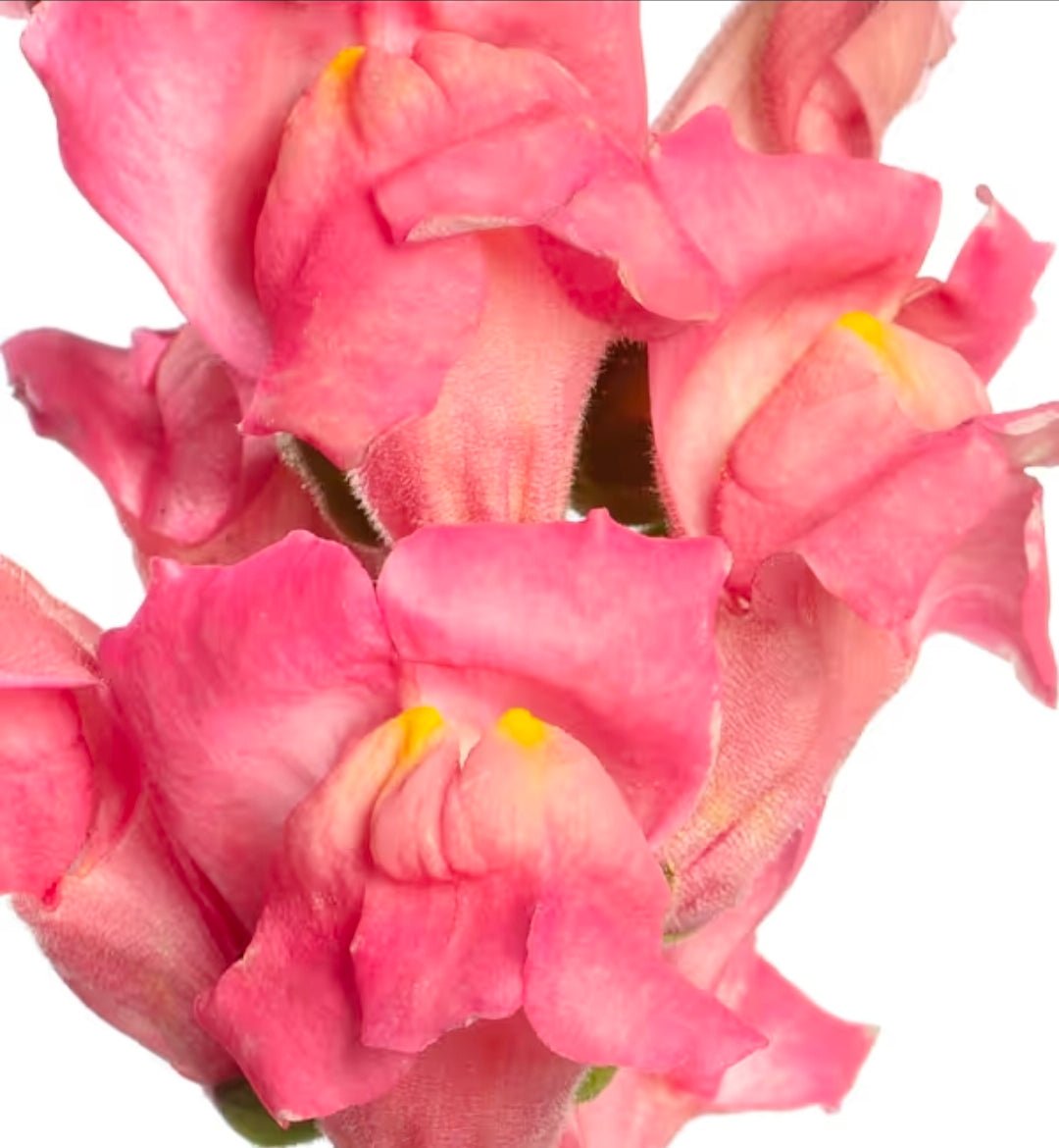 Lejongap 'Toulon Rose IV-V F1' – Fröer för snittblomsodling