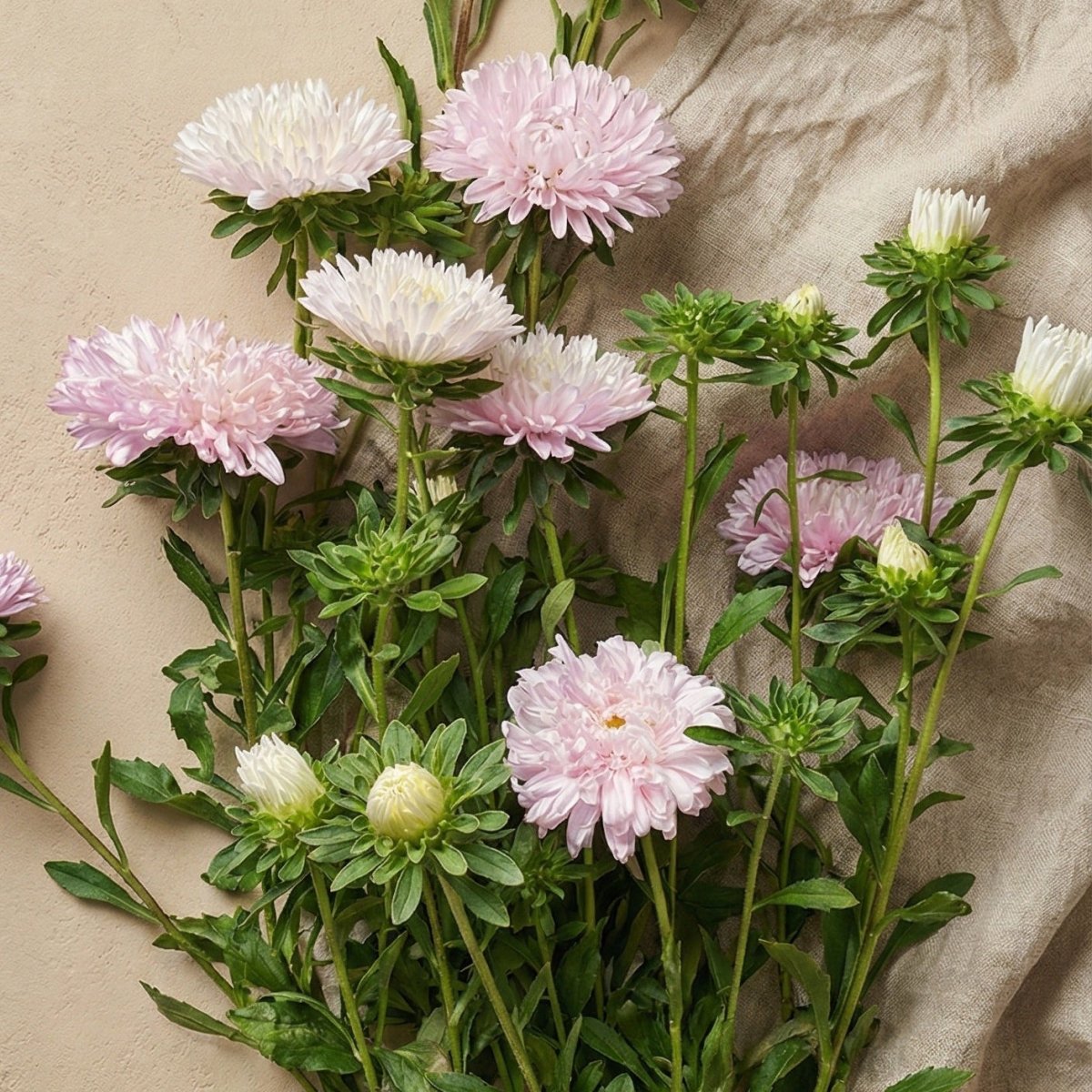 Aster 'King Size Appleblossom' – Fröer för snittblomsodling