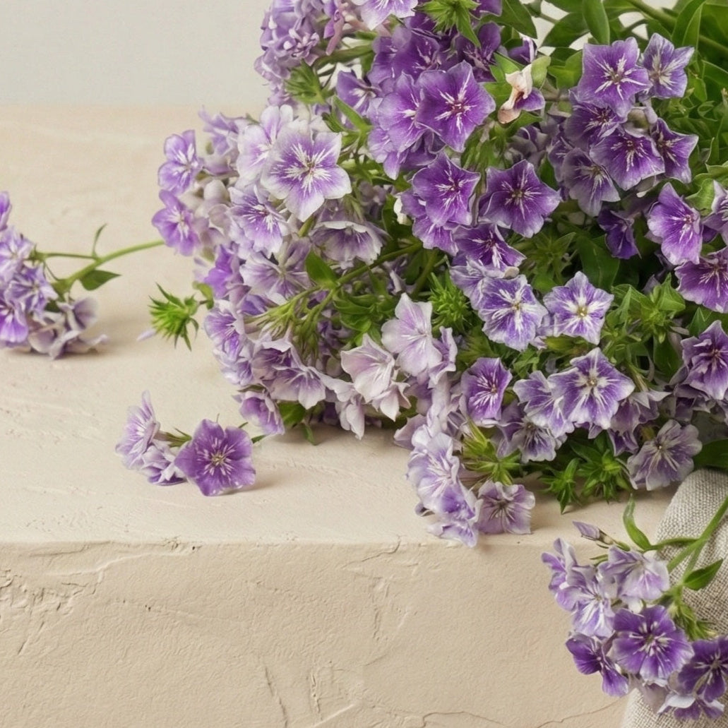 Sommarflox 'Sugar Stars'