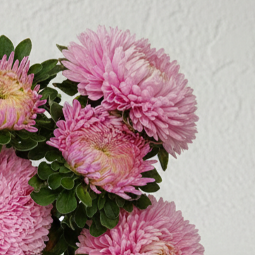 Aster 'Chrisantella Love Me Tender'