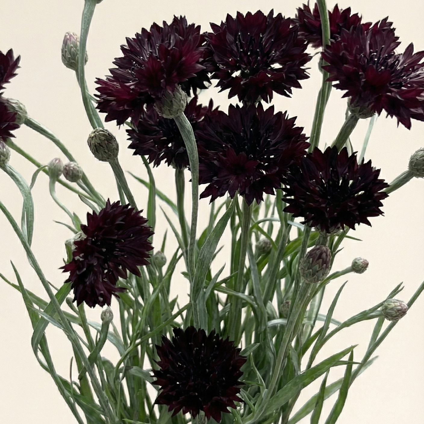 Blåklint 'Black Ball'