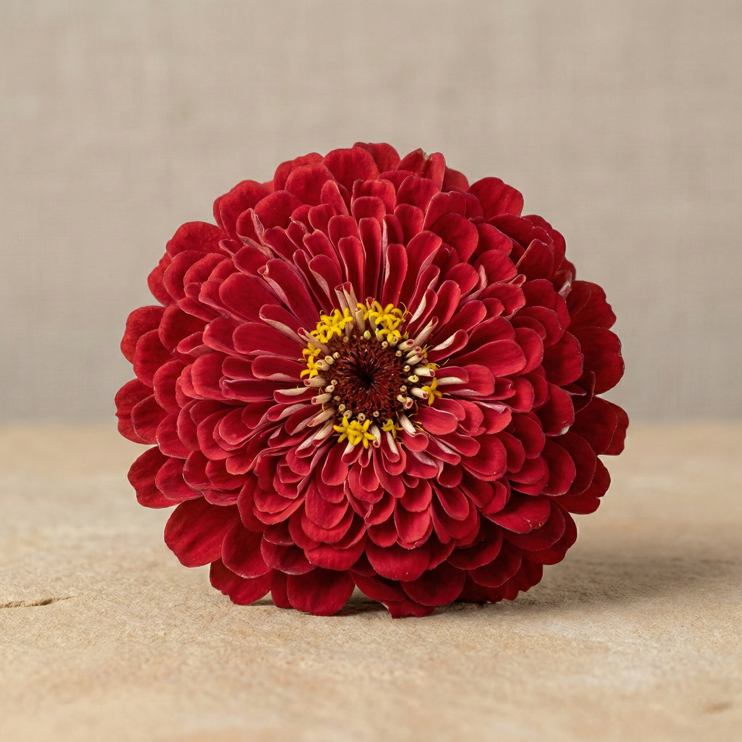 Zinnia 'Meteor'