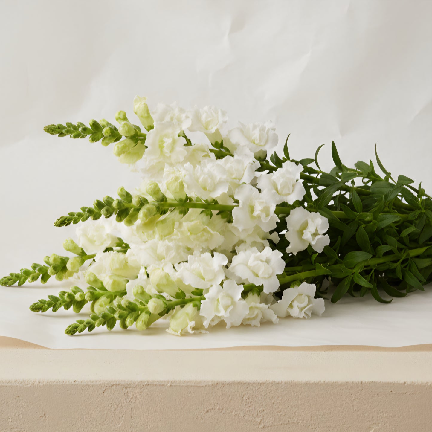 Lejongap 'Snapstar White'