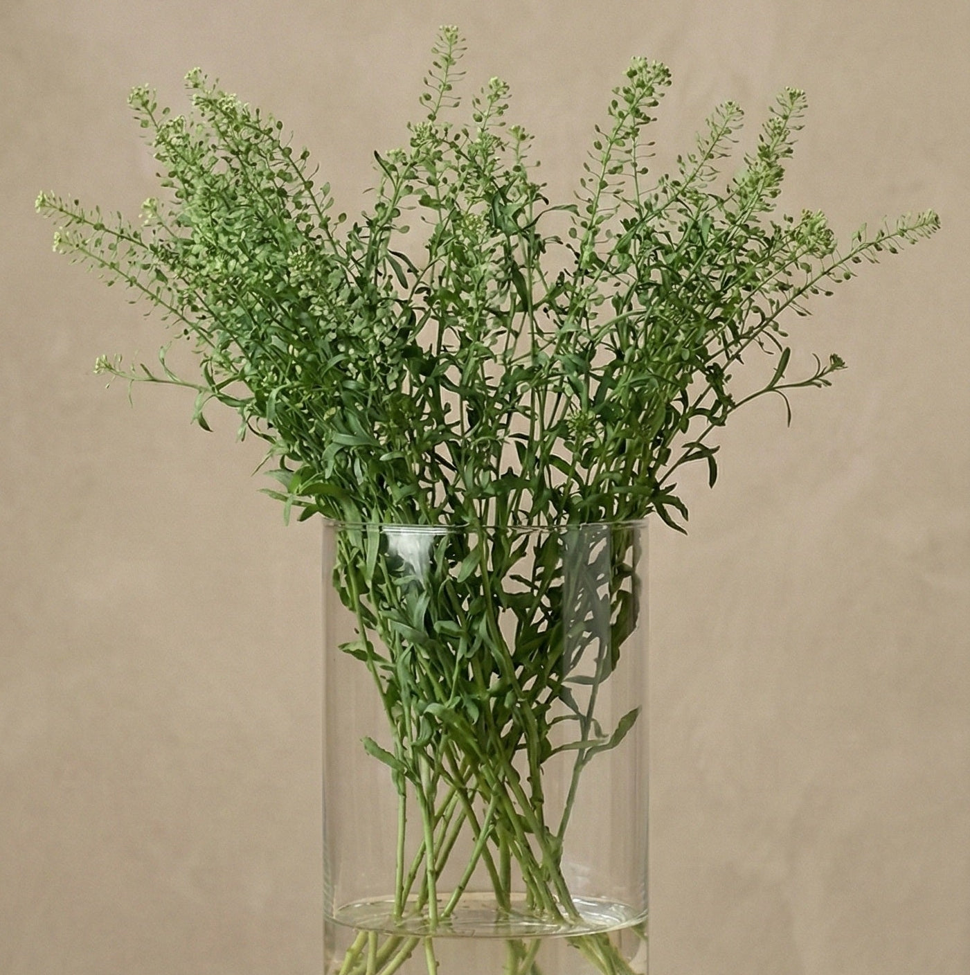 Bukettkrasse (Smörgåskrasse)