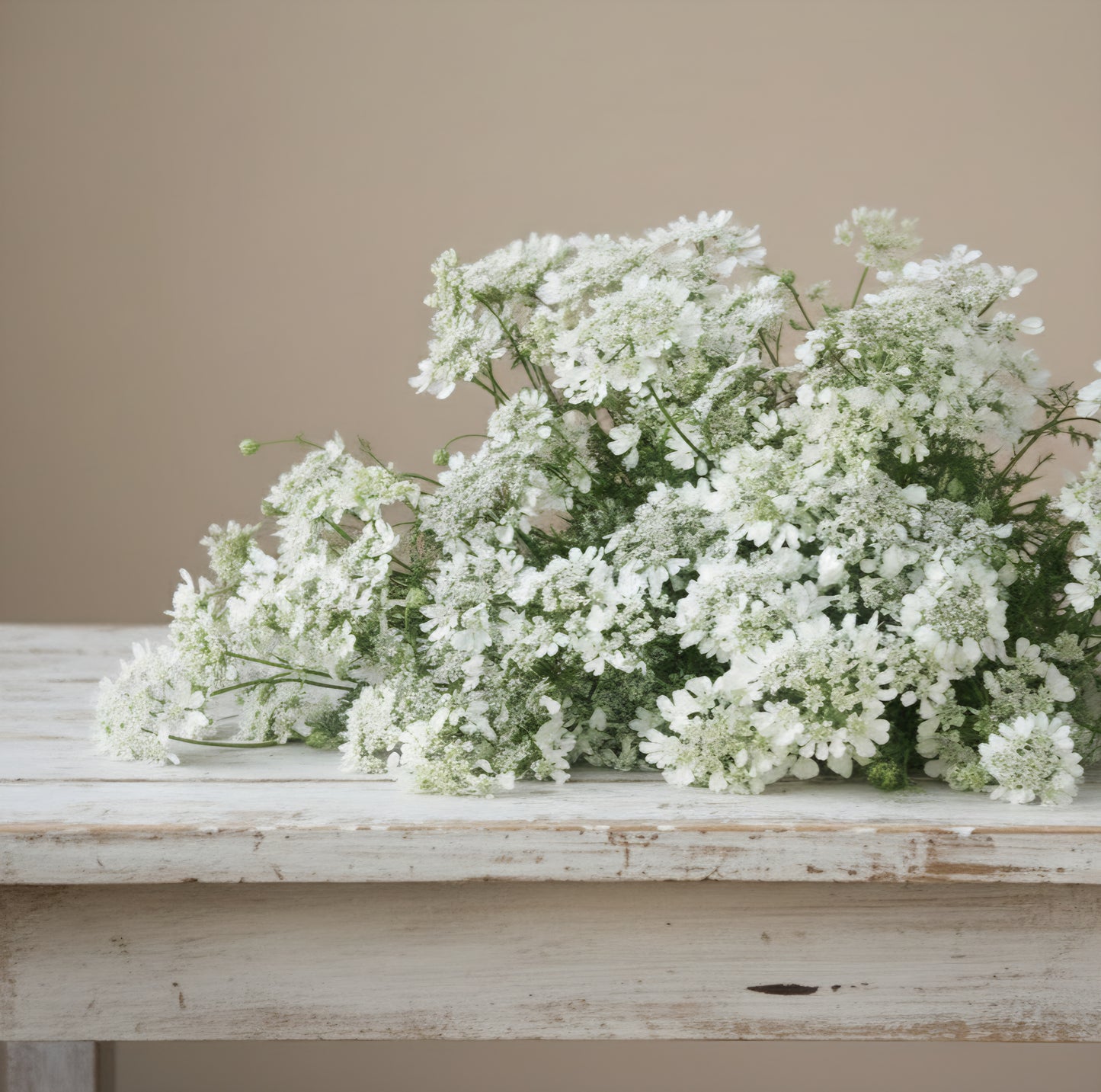 Blomsterkörvel – Fröer för snittblomsodling