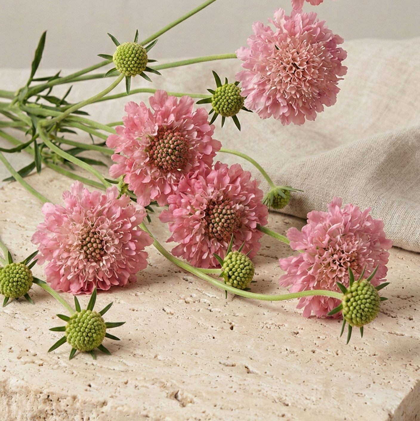 Praktvädd 'Salmon Rose'