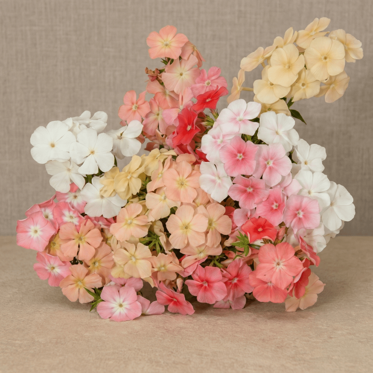 Sommarflox 'Beauty Coral Reef' – Fröer för snittblomsodling