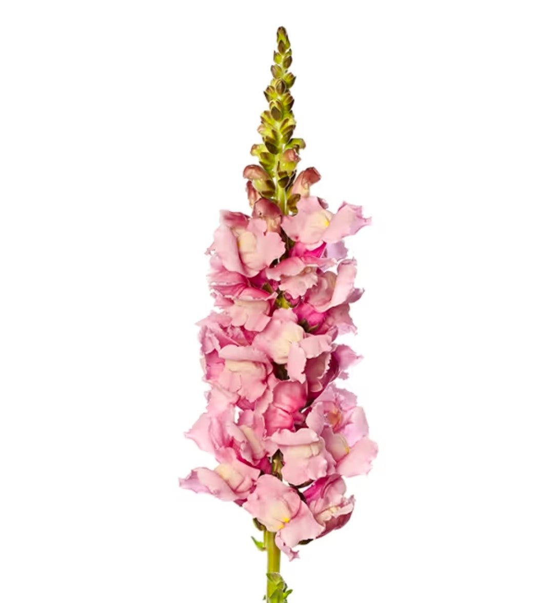 Lejongap 'Cannes Lavender II-III' F1 – Fröer för snittblomsodling