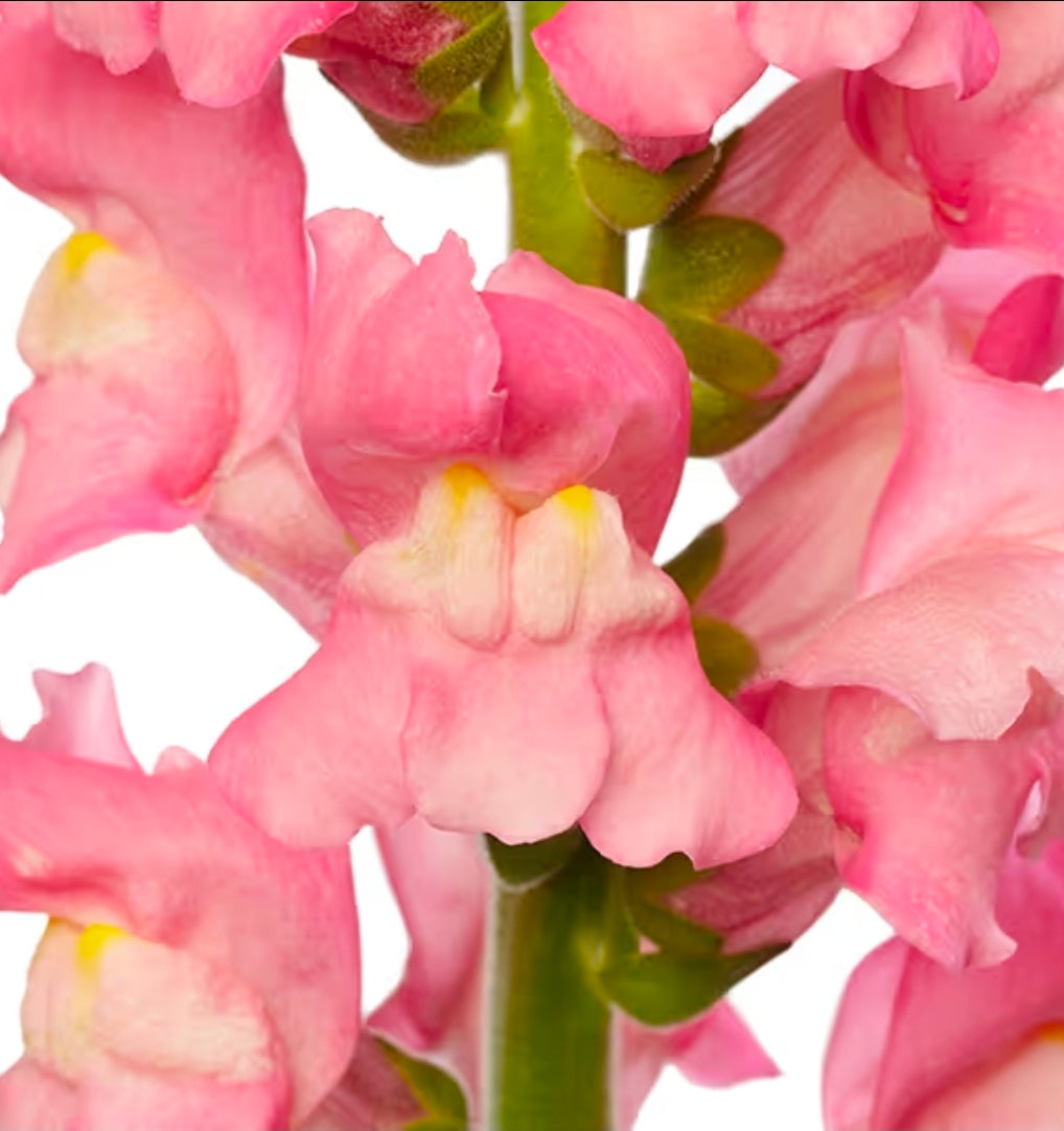 Lejongap 'Avignon Cherry Rose II F1'