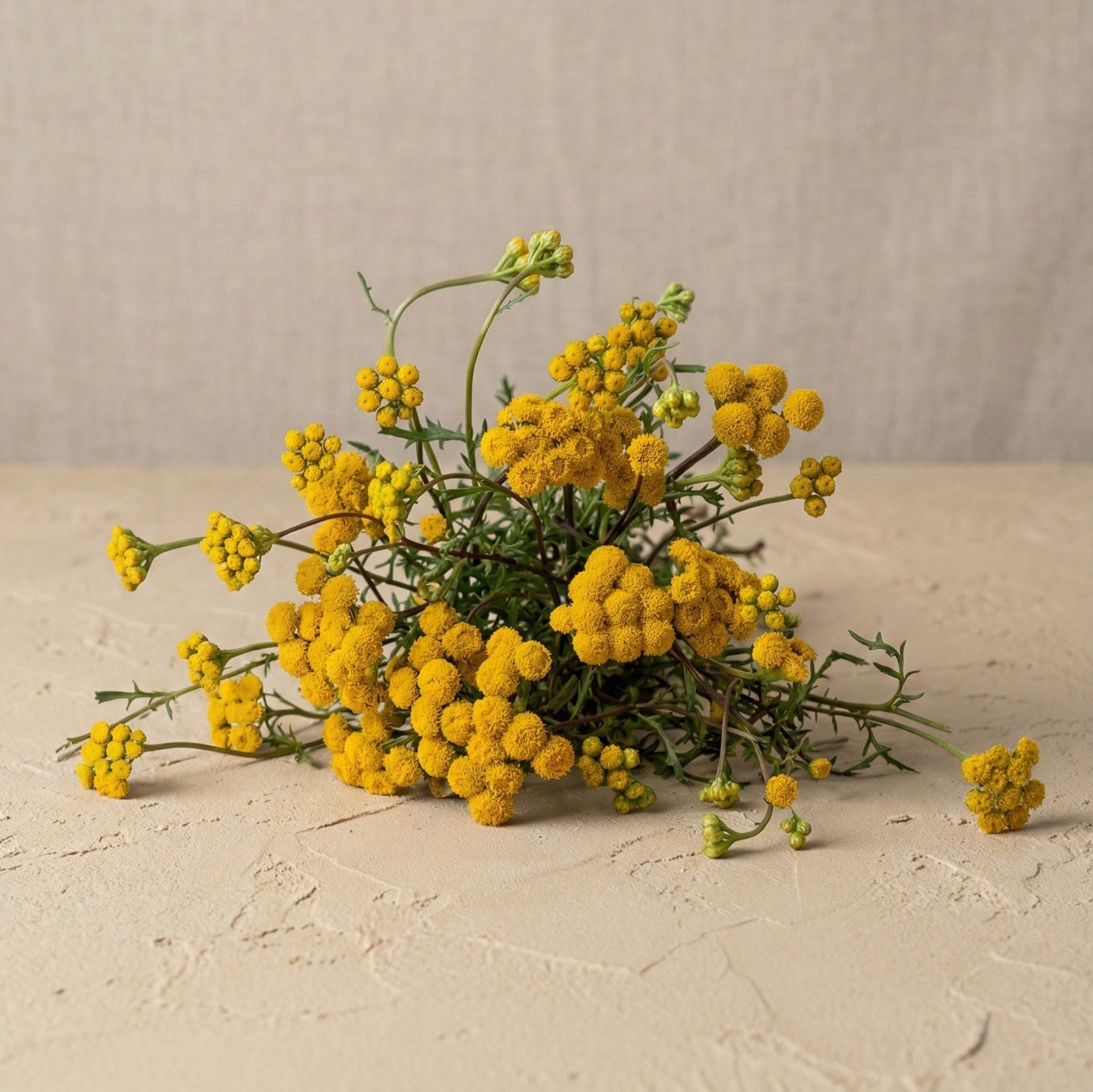 Kransgull (Lonas) 'Inodora'