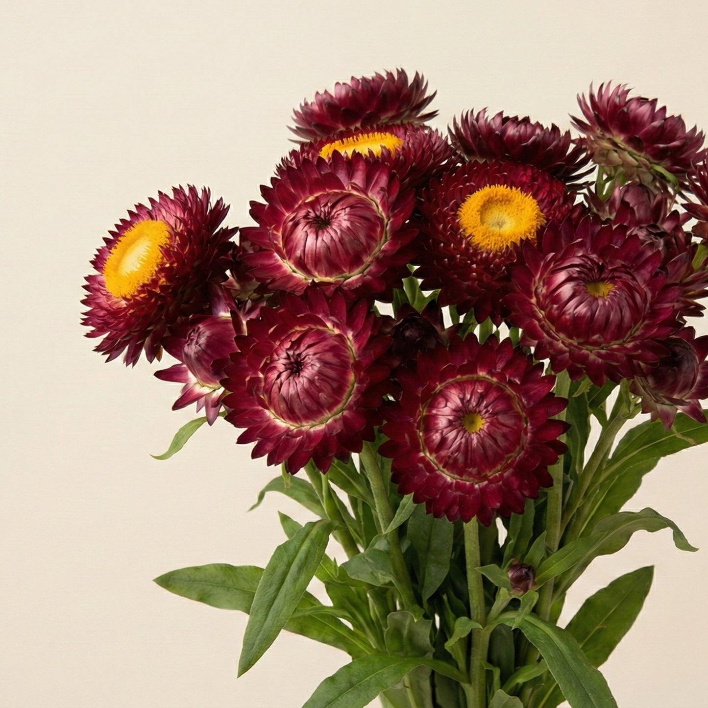 Jätteeternell 'Purple'