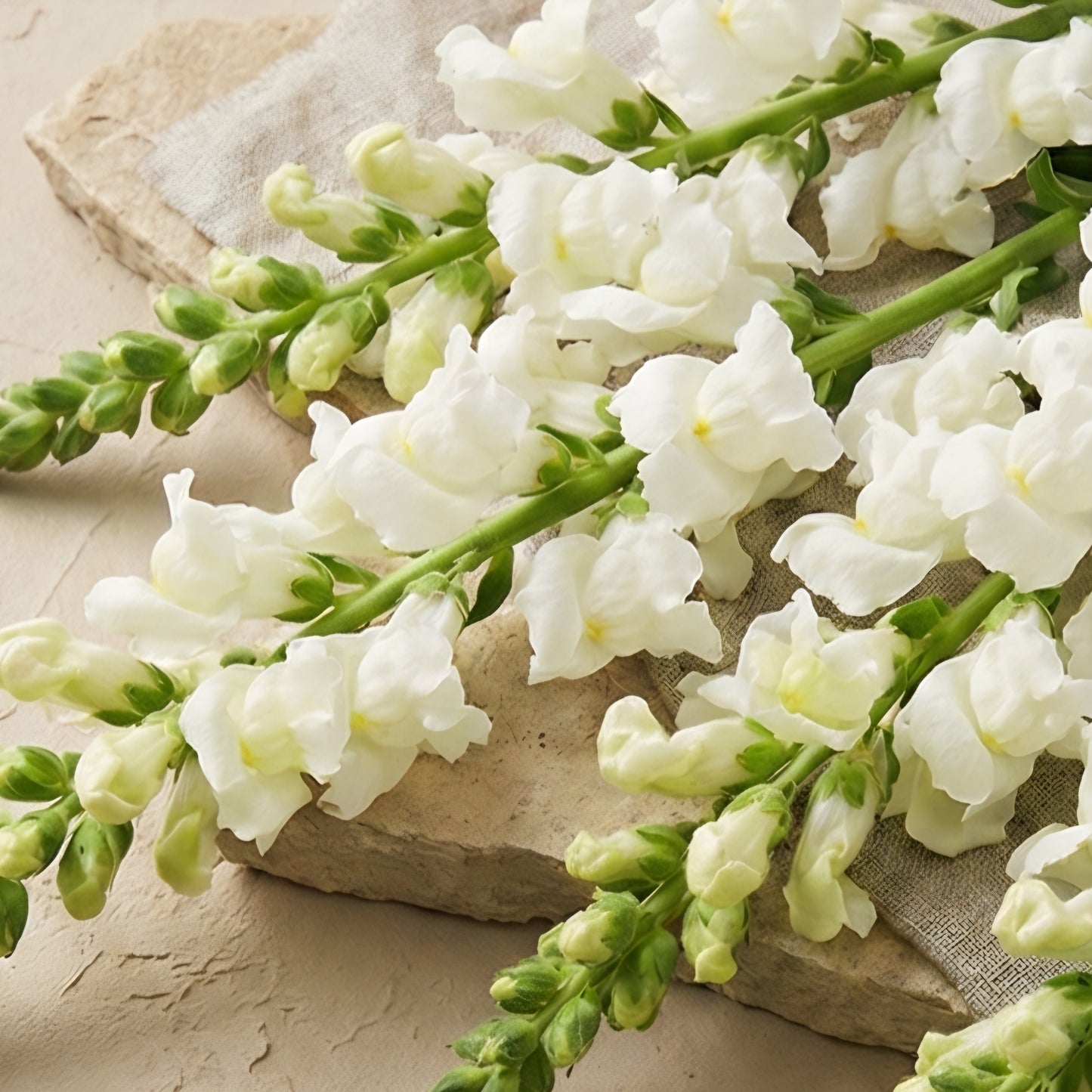 Lejongap 'Rocket White'