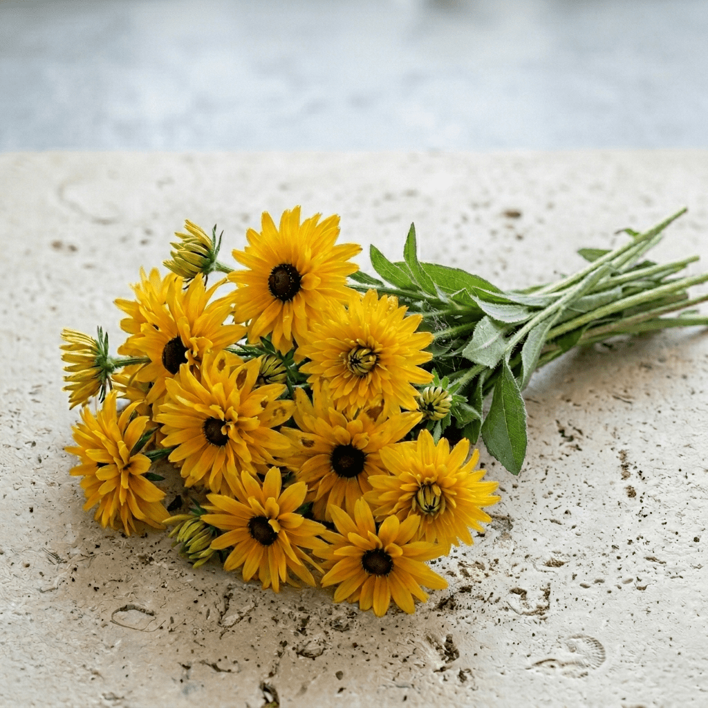 Sommarrudbeckia 'Golden Daisies' – Fröer för snittblomsodling