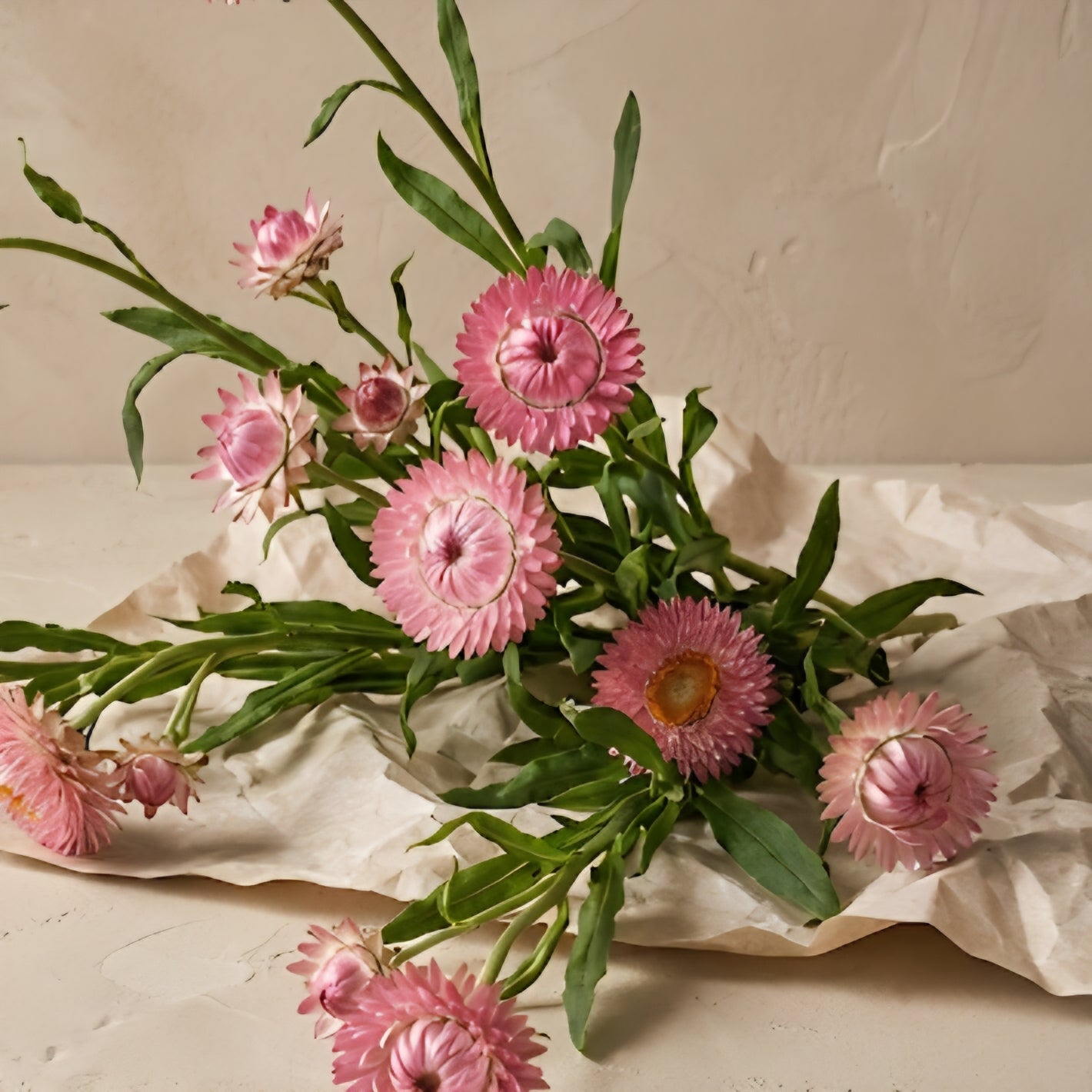 Jätteeternell 'Silvery Rose'