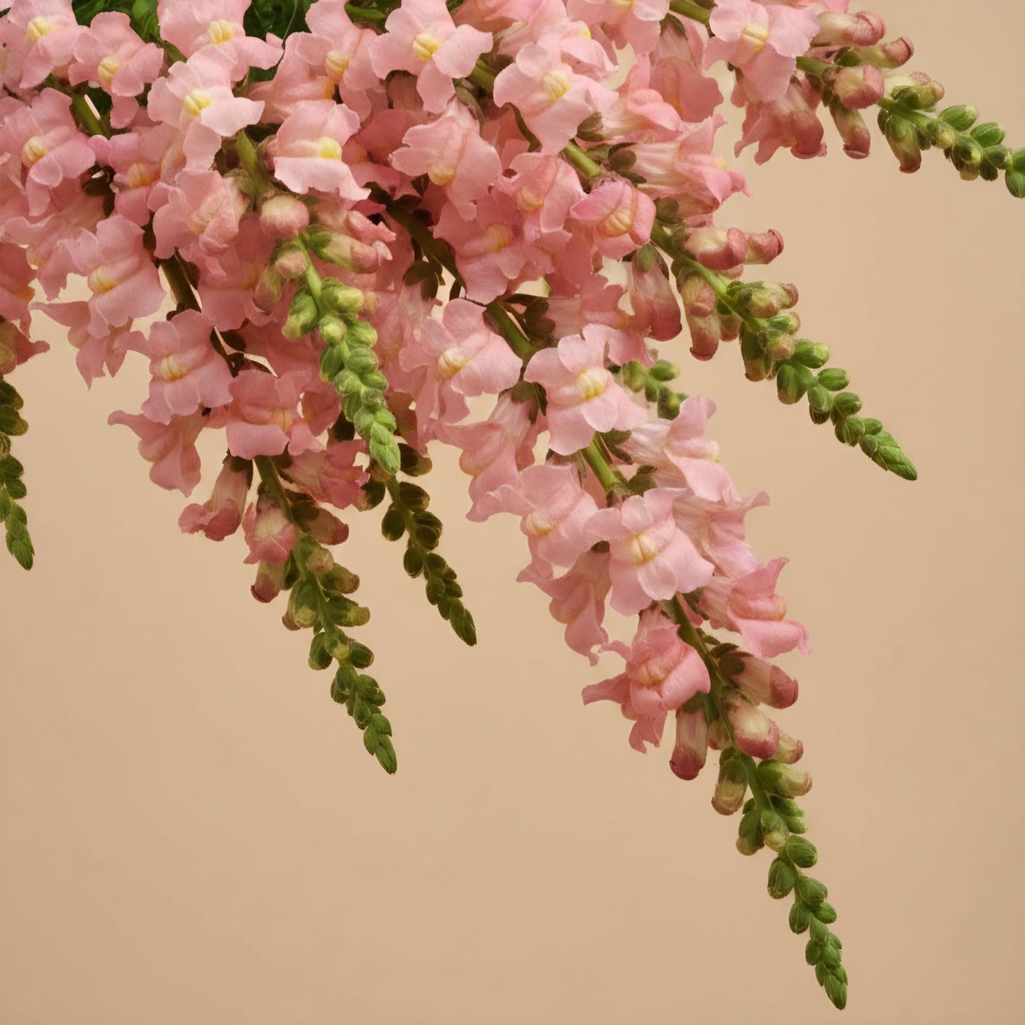 Lejongap 'Potomac Pink'