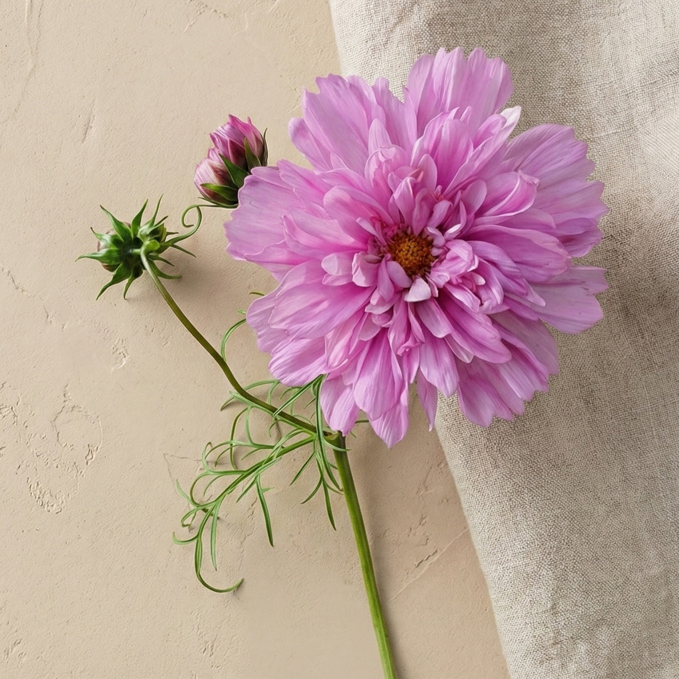 Rosenskära 'Double Dutch Rose'