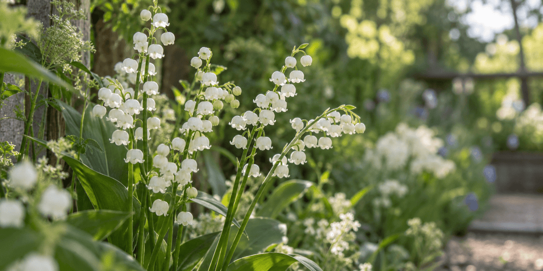 Tidiga perenna snittblommor – från julros till pion - snittblomsfolk