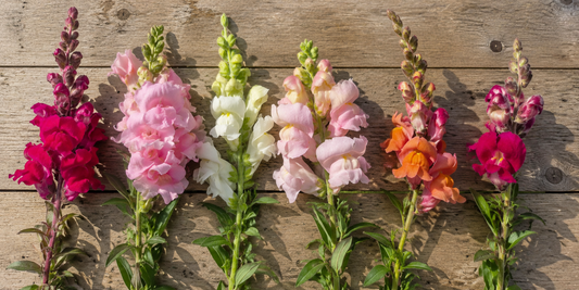 15 lejongapssorter jämförda – från pudrigt rosa till sammetslila - snittblomsfolk