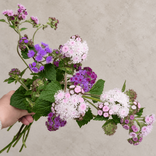 Härdig, halvhärdig eller känslig – när kan man plantera ut? - snittblomsfolk