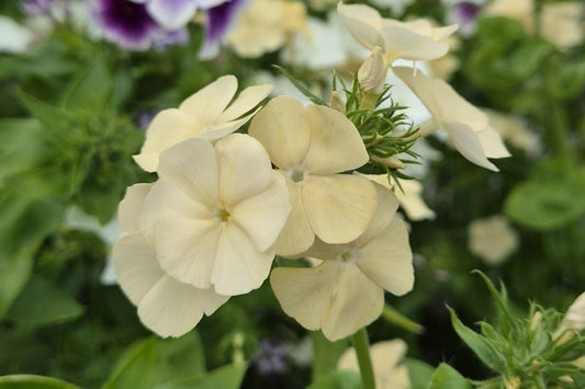Sommarflox – så sår och odlar du den som snittblomma - snittblomsfolk