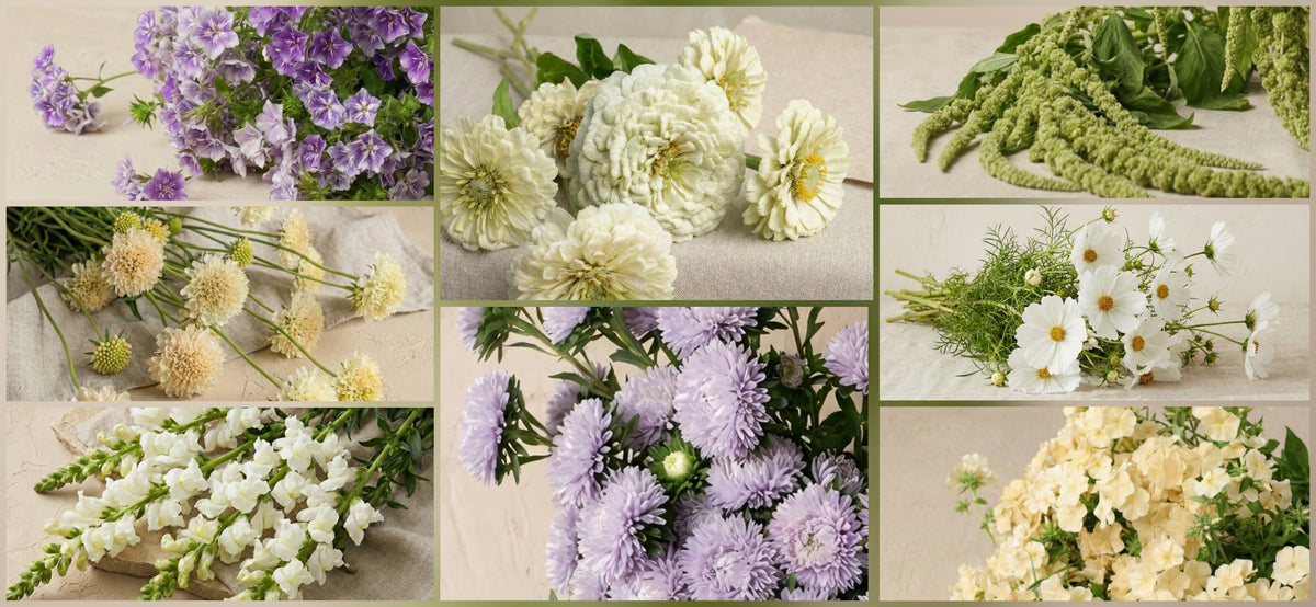 Odla din egen bukett ihop med oss: Grow-along - snittblomsfolk