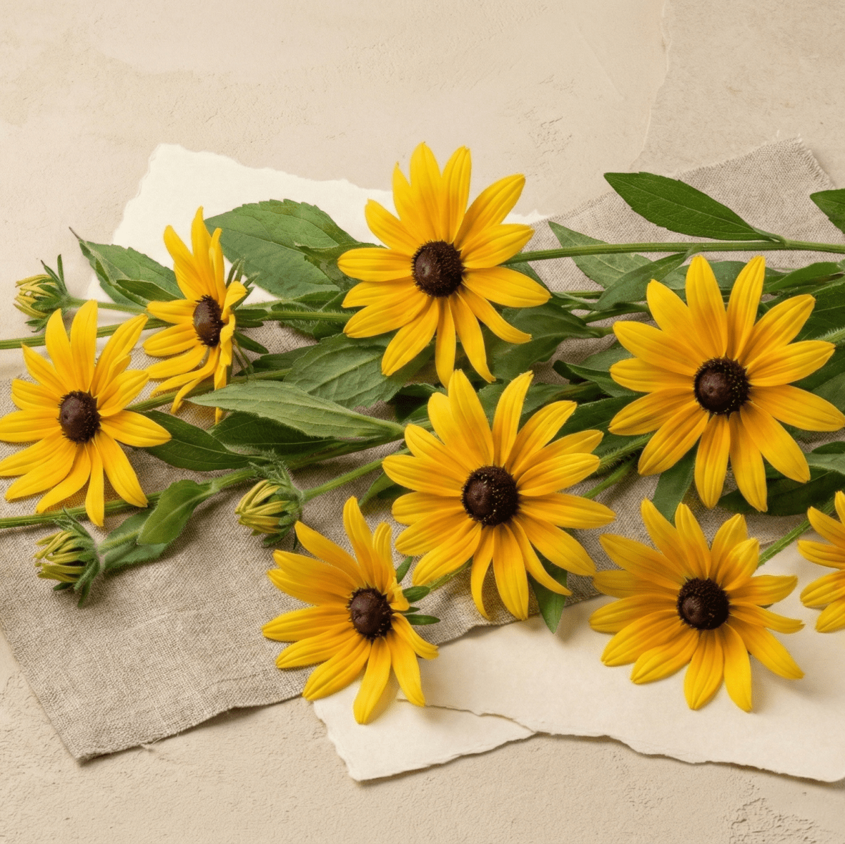 Sommarrudbeckia fröer - snittblomsfolk