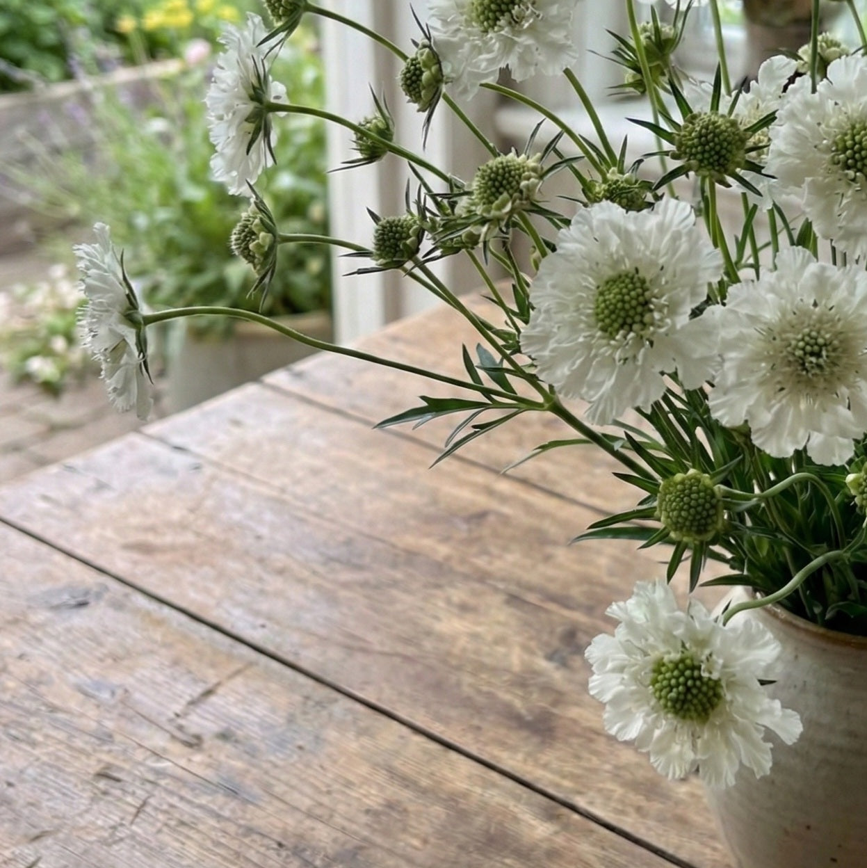 Höstvädd 'Perfecta Alba' pluggplanta – närbild på rotklump och planta | Snittblomsfolk