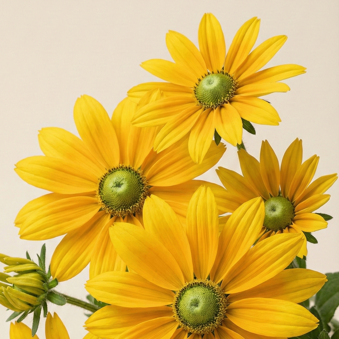 Sommarrudbeckia 'Prairie Sun' pluggplanta – solguld med grönt centrum, färdig att plantera ut | Snittblomsfolk