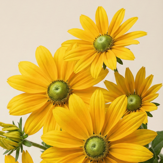 Sommarrudbeckia 'Prairie Sun' pluggplanta – solguld med grönt centrum, färdig att plantera ut | Snittblomsfolk