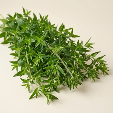 Bergsmynta 'Mountain Mint' pluggplanta – närbild på rotklump och planta | Snittblomsfolk