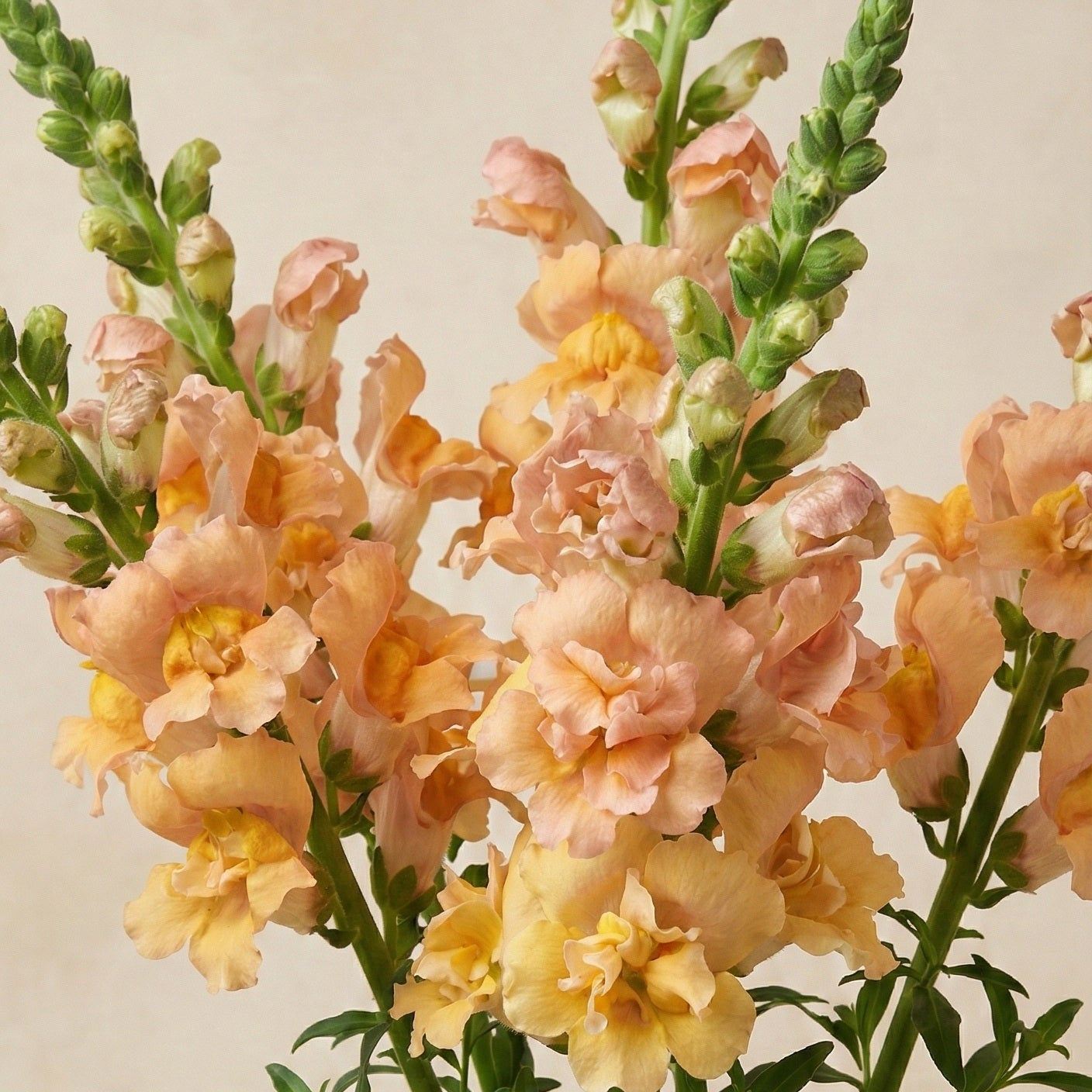 Lejongap 'Snapstar Champagne F1' pluggplanta – mjuk champagne, färdig att plantera ut | Snittblomsfolk