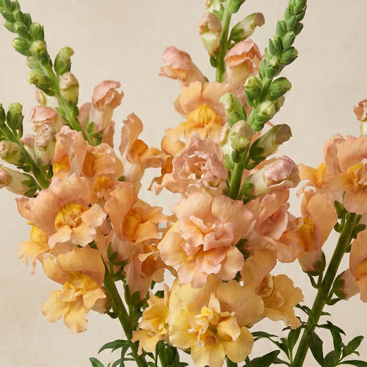 Lejongap 'Snapstar Champagne F1' pluggplanta – mjuk champagne, färdig att plantera ut | Snittblomsfolk