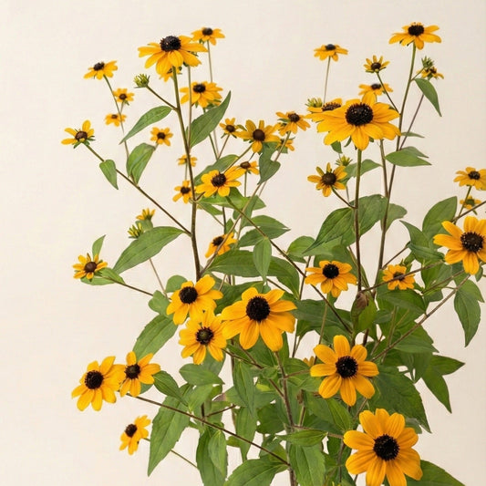 Sommarrudbeckia 'Black Jack' pluggplanta – gyllengul med svart mitt, färdig att plantera ut | Snittblomsfolk