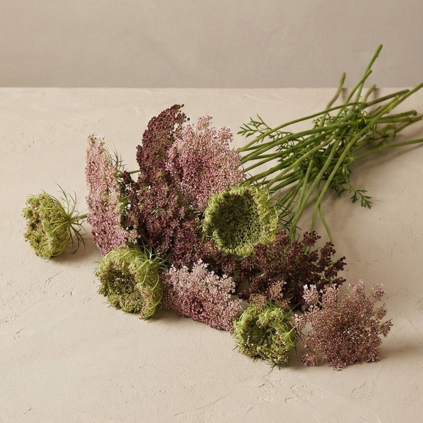 Blomstermorot 'Dara' pluggplanta – vitt till djupt vinrött, varierande, färdig att plantera ut | Snittblomsfolk